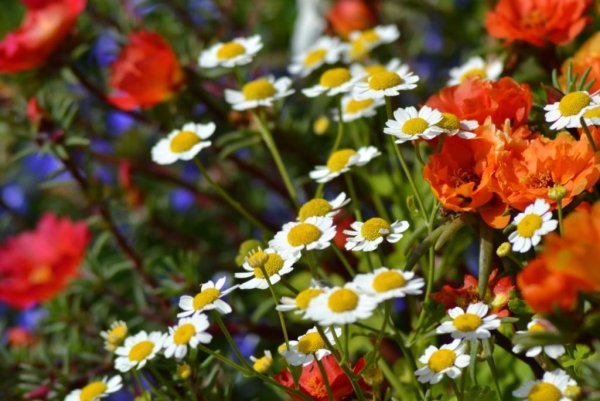 Рисование с детьми лето