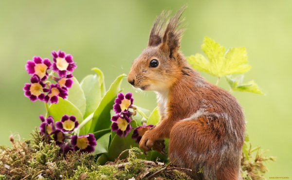 Лиса в траве