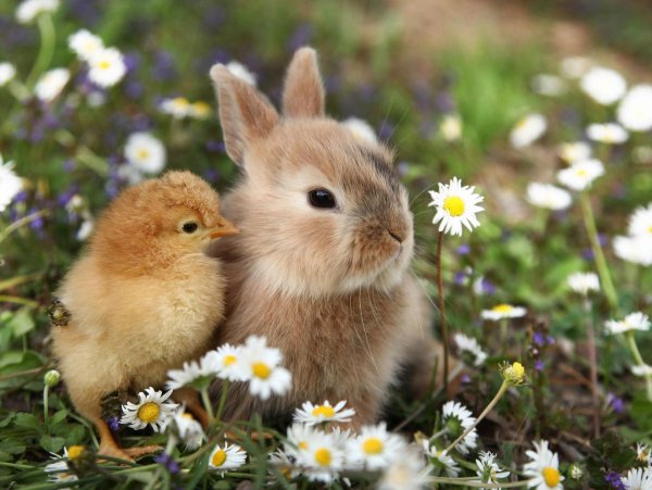 Морская Свинка БУБУ