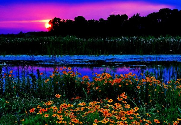 Цветы у реки на рассвете