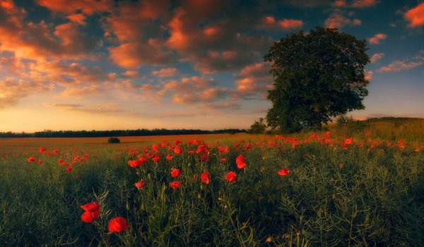 Луг на рассвете