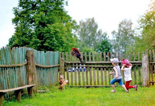 Лето в деревне дети