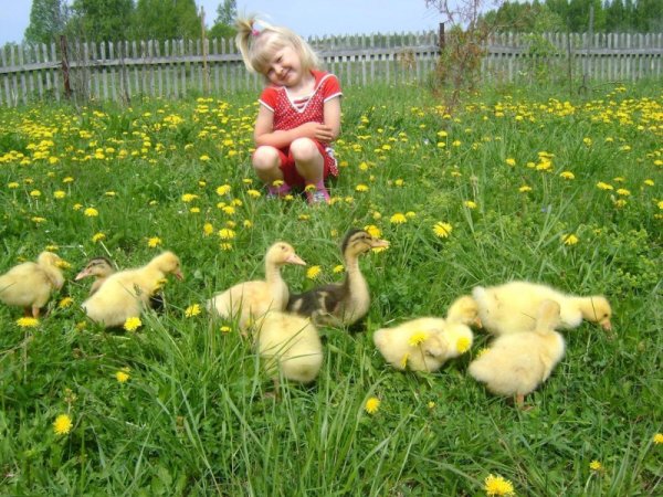 Бабье лето. Художник Петренко Борис -