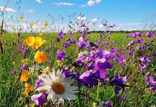 Растения Луга разнотравье