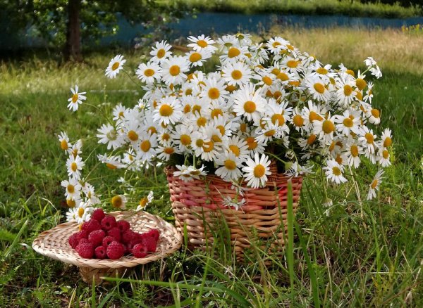 Ромашковое лето