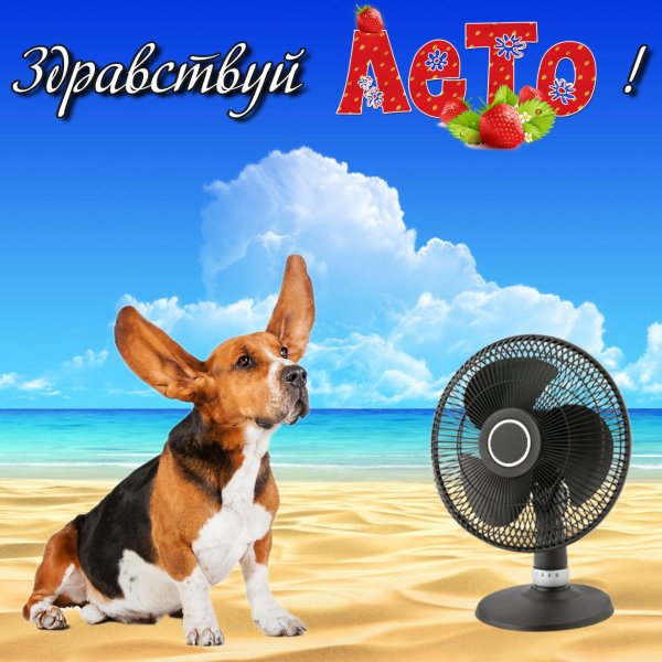 С летом поздравления