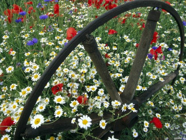 Ромашки в саду