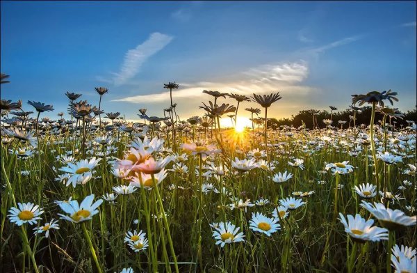Ромашковое поле в Крыму