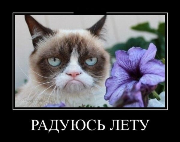 Демотиваторы про лето