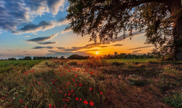 Лето природа