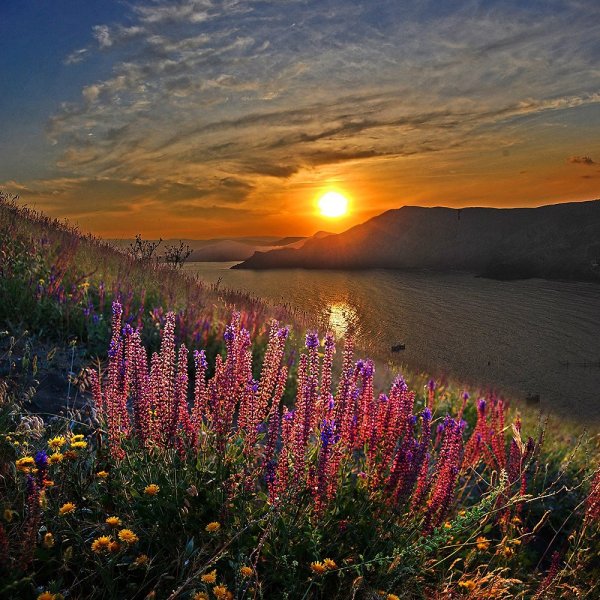 Цветочный луг на закате