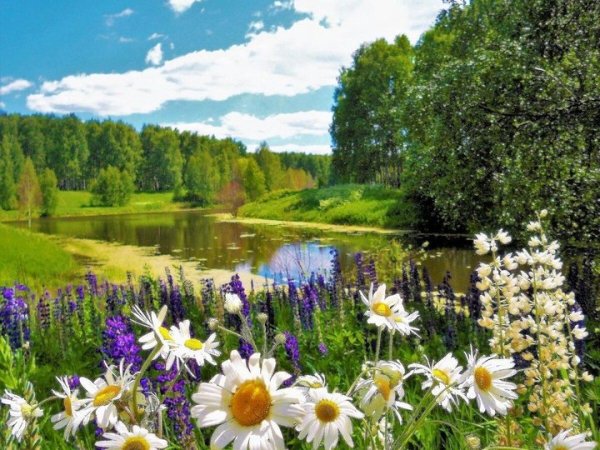 Летняя природа