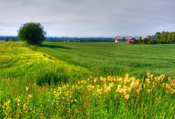 Лето в России