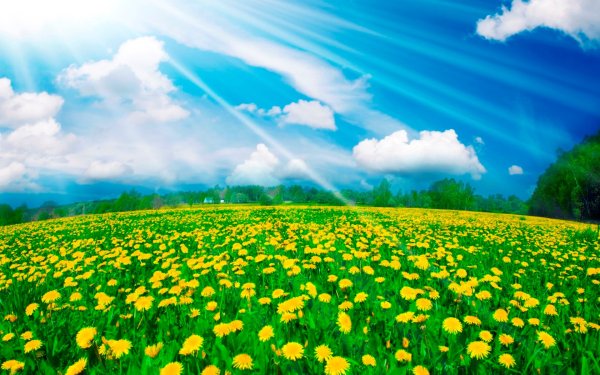 Стихи про лето для детей