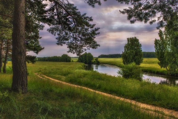 Белоруссия лес опушка