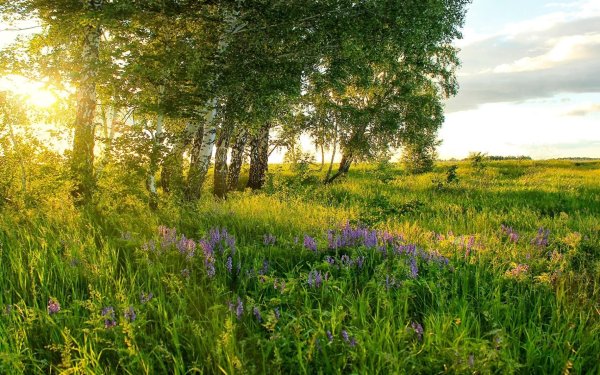 Опушка леса разнотравье