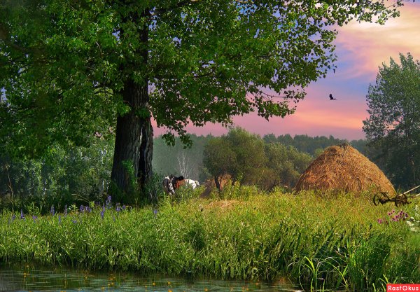Тополя в деревне у околицы