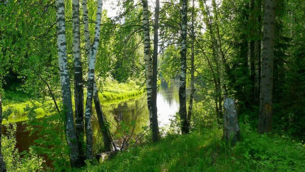 Берёзовая роща и река