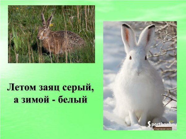 Животными года заяц-русак и заяц-беляк | Латвийский Национальный музей природы