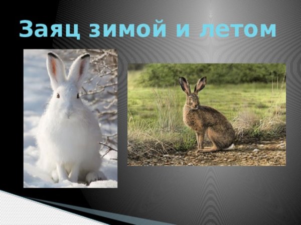 Заяц Беляк летом и зимой