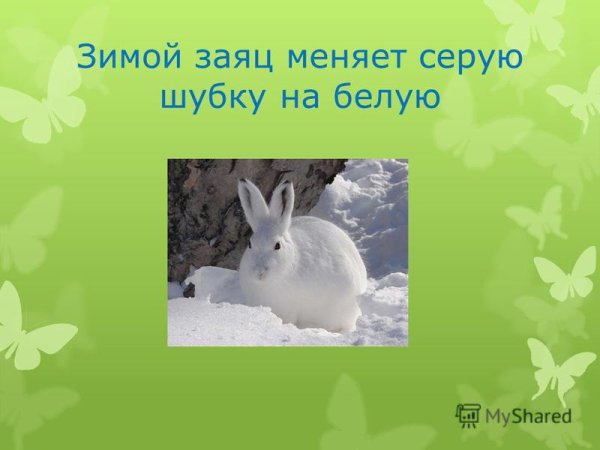 Скребицкий белая шубка