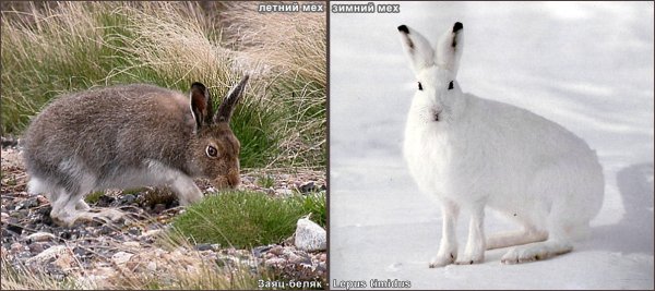 Зимой белый летом серый