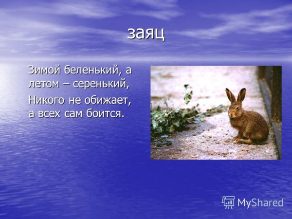 Заяц Беляк летом и зимой