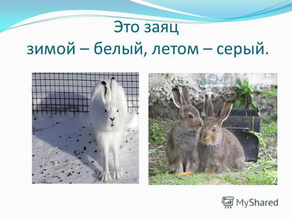 Заяц зимой и заяц летом