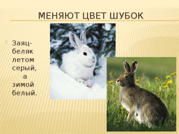 Заяц меняет шубку