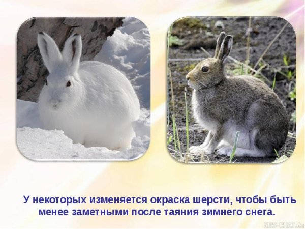 Сезонные изменения зайца
