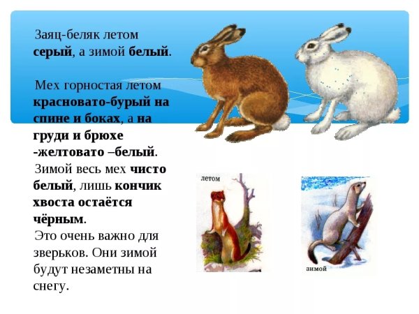 Белка и заяц