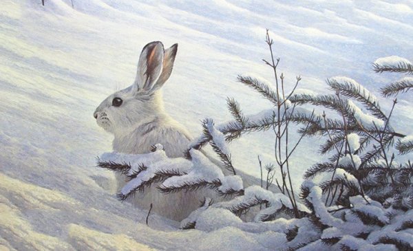 Американский Беляк