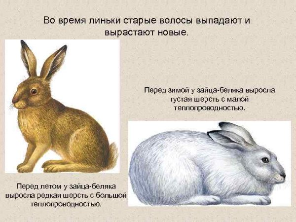 Цвет зайца зимой и летом