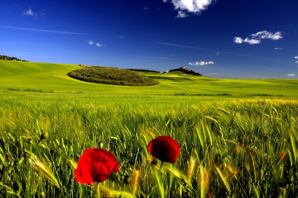 Лето природа