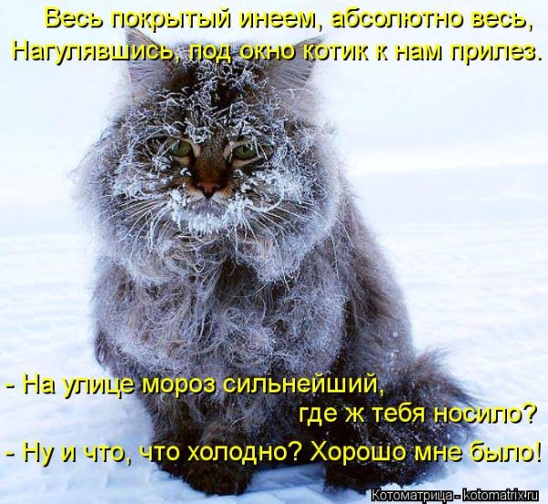 Про холод цитаты смешные