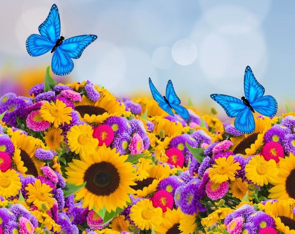 Лето первый день картинки