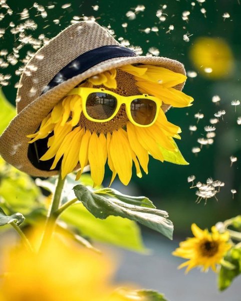 Открытки с добрым утром летние