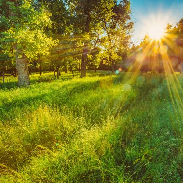 Лето красивые солнечные