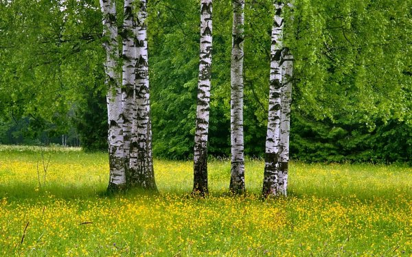 Березовая роща Томск
