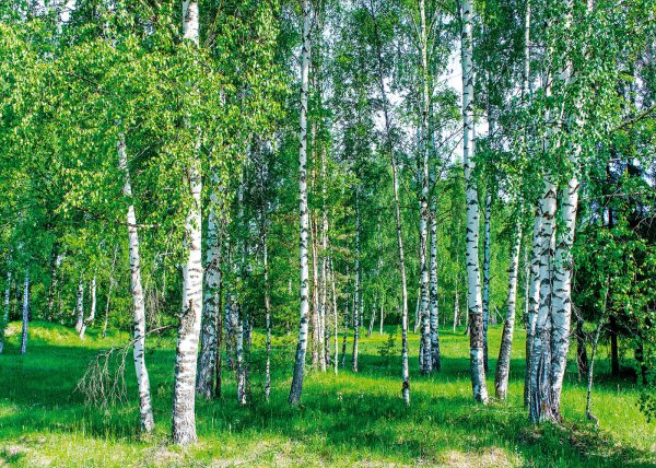 Березовая роща 38а