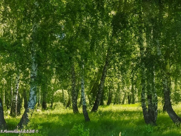 Березовая роща Алтайский край