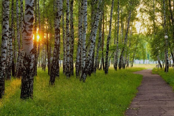 Березовая роща Томск