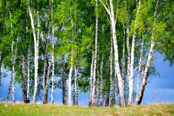 Березовая роща Пермь