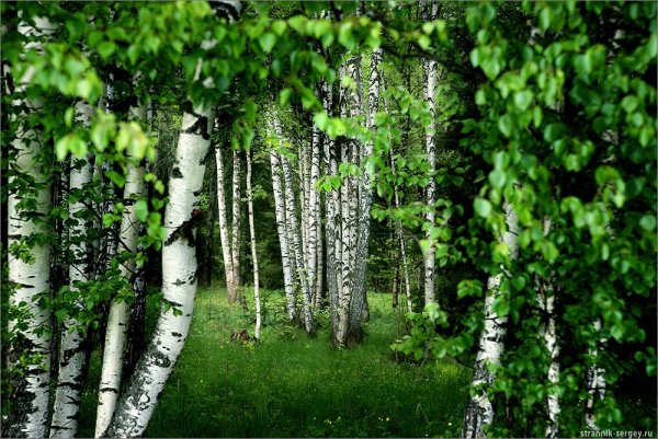 Березовая роща Горно Алтайск