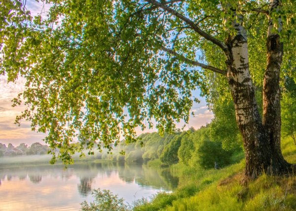 Березы на пригорке