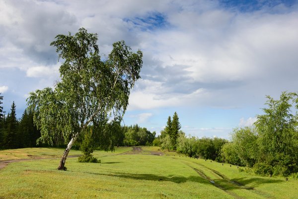 Березовая роща 4к