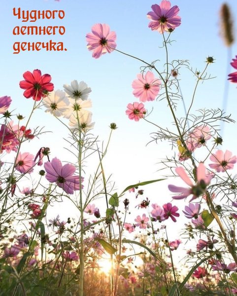 Летние цветы