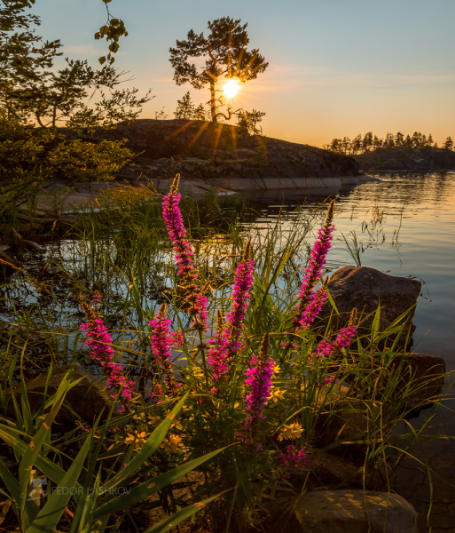 Растения Ладожские шхеры