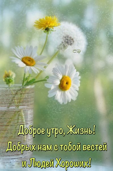 Ромашки и одуванчики