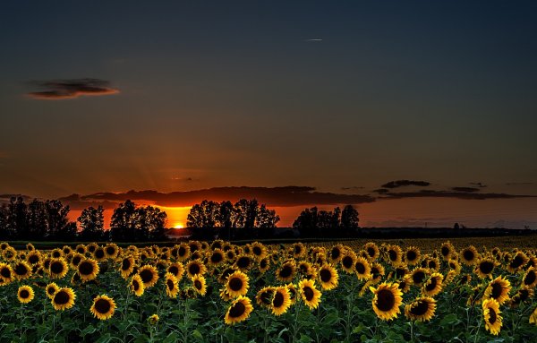 Подсолнухи Эстетика